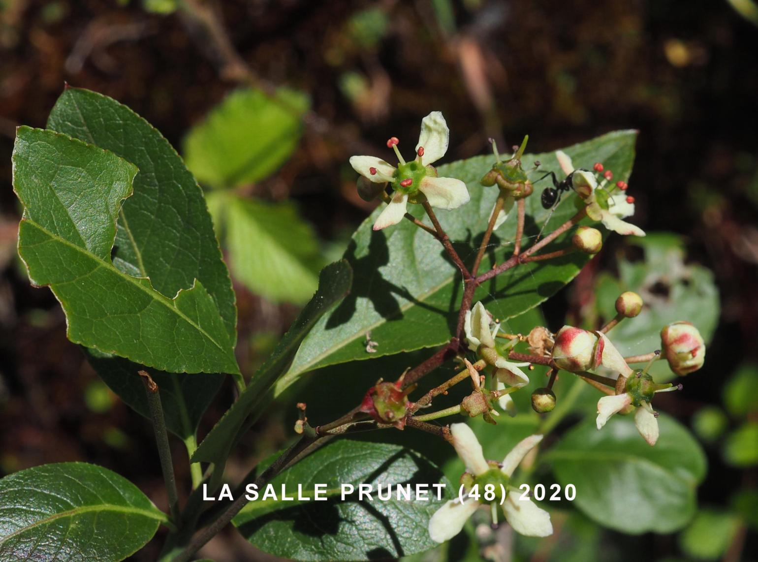 Spindle-tree